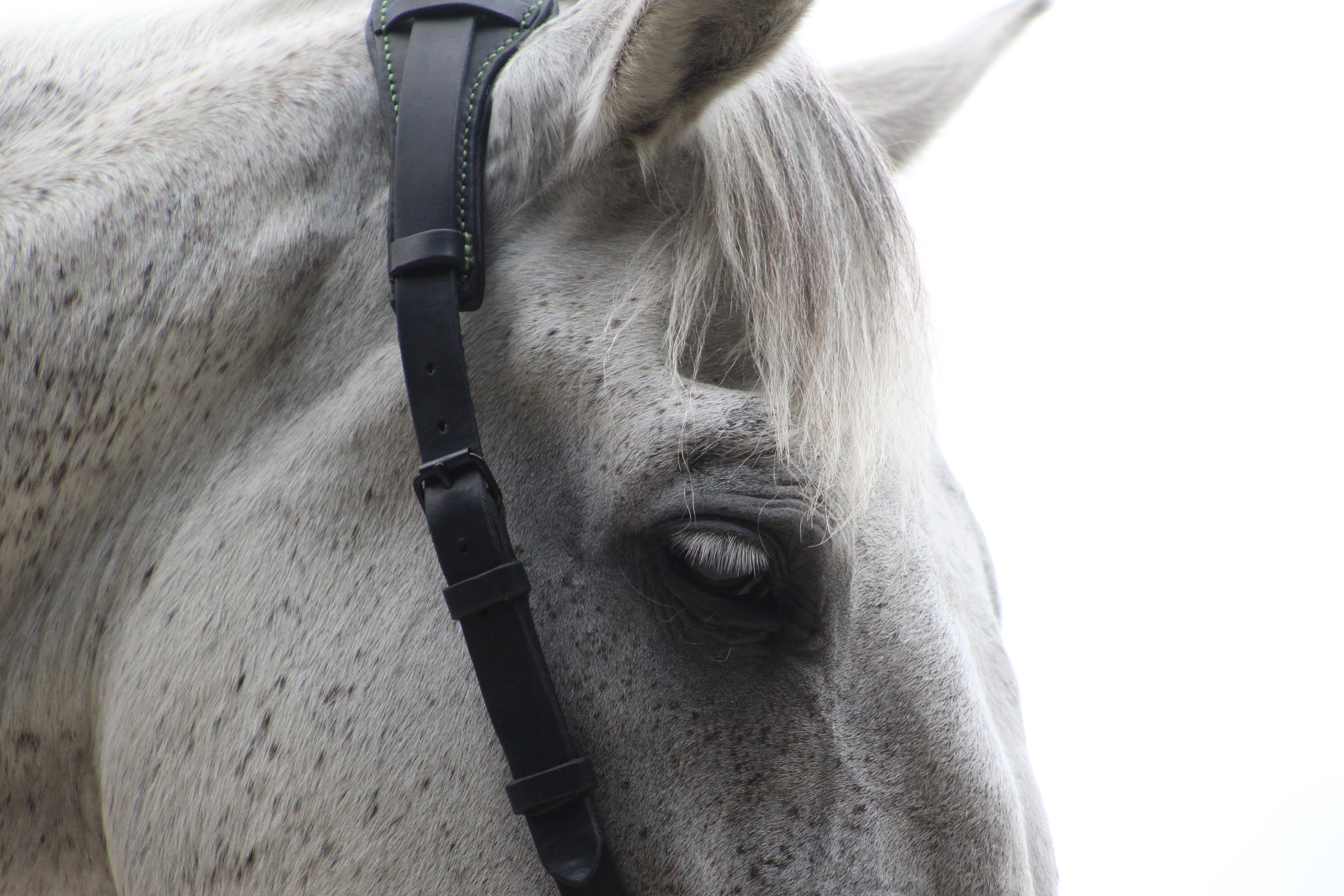 Photo de Guevara le 5 août 2022